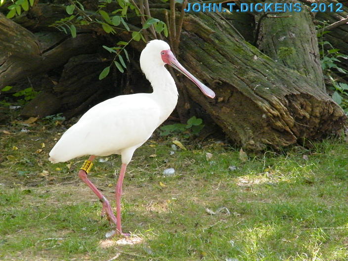 COPYRIGHT by JOHN.T.DICKENS aka HEXJUMPER