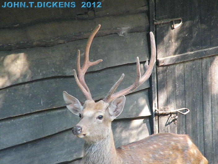 COPYRIGHT by JOHN.T.DICKENS aka HEXJUMPER