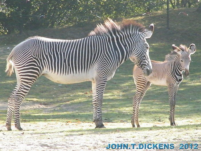 COPYRIGHT by JOHN.T.DICKENS aka HEXJUMPER